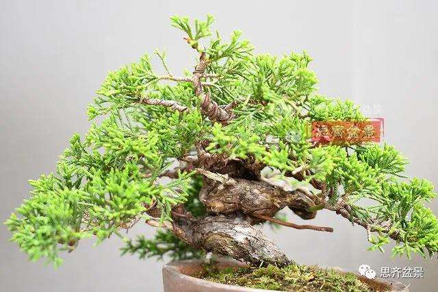 图解 真柏盆景主干怎么扭曲拿弯的21个过程