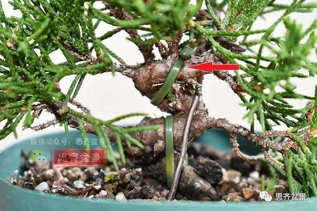 图解 真柏盆景主干怎么扭曲拿弯的21个过程