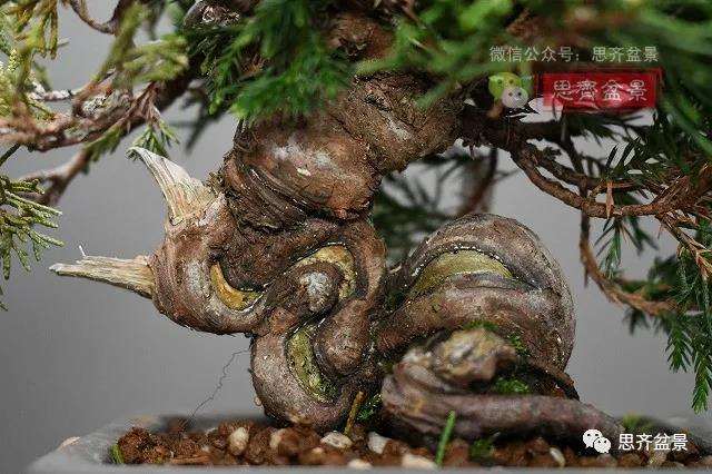 图解 真柏盆景主干怎么扭曲拿弯的21个过程