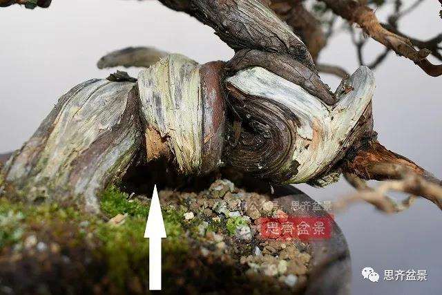 图解 真柏盆景主干怎么扭曲拿弯的21个过程