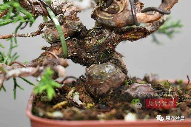 图解 真柏盆景主干怎么扭曲拿弯的21个过程