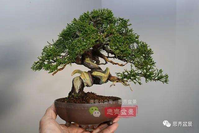 图解 真柏盆景主干怎么扭曲拿弯的21个过程