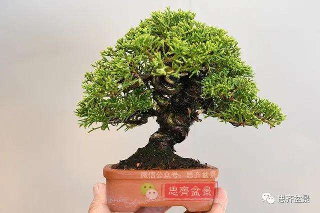 图解 真柏盆景主干怎么扭曲拿弯的21个过程