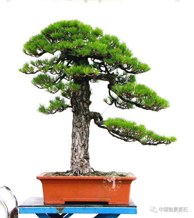 对徐昊盆景诗性语言的3个初探 图片