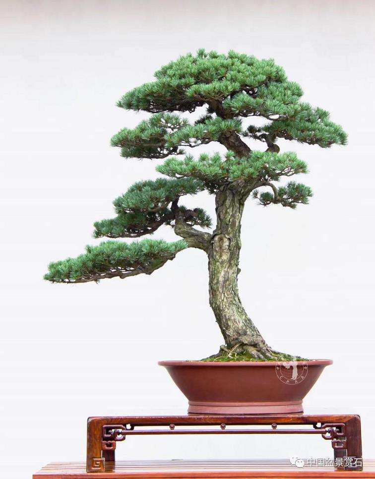 对徐昊盆景诗性语言的3个初探 图片