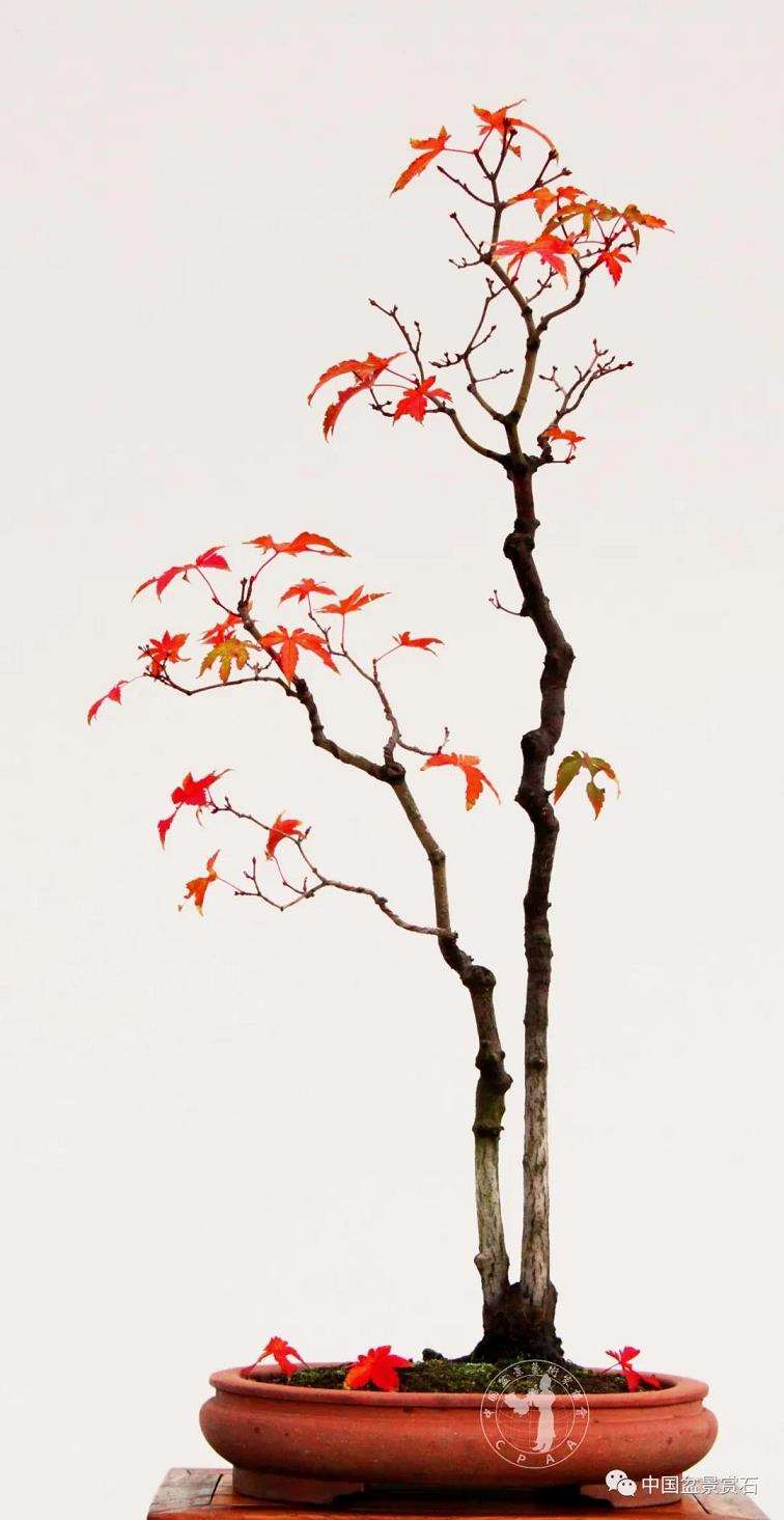 对徐昊盆景诗性语言的3个初探 图片