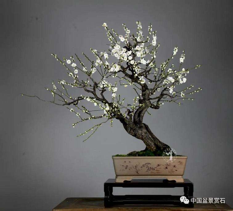 对徐昊盆景诗性语言的3个初探 图片