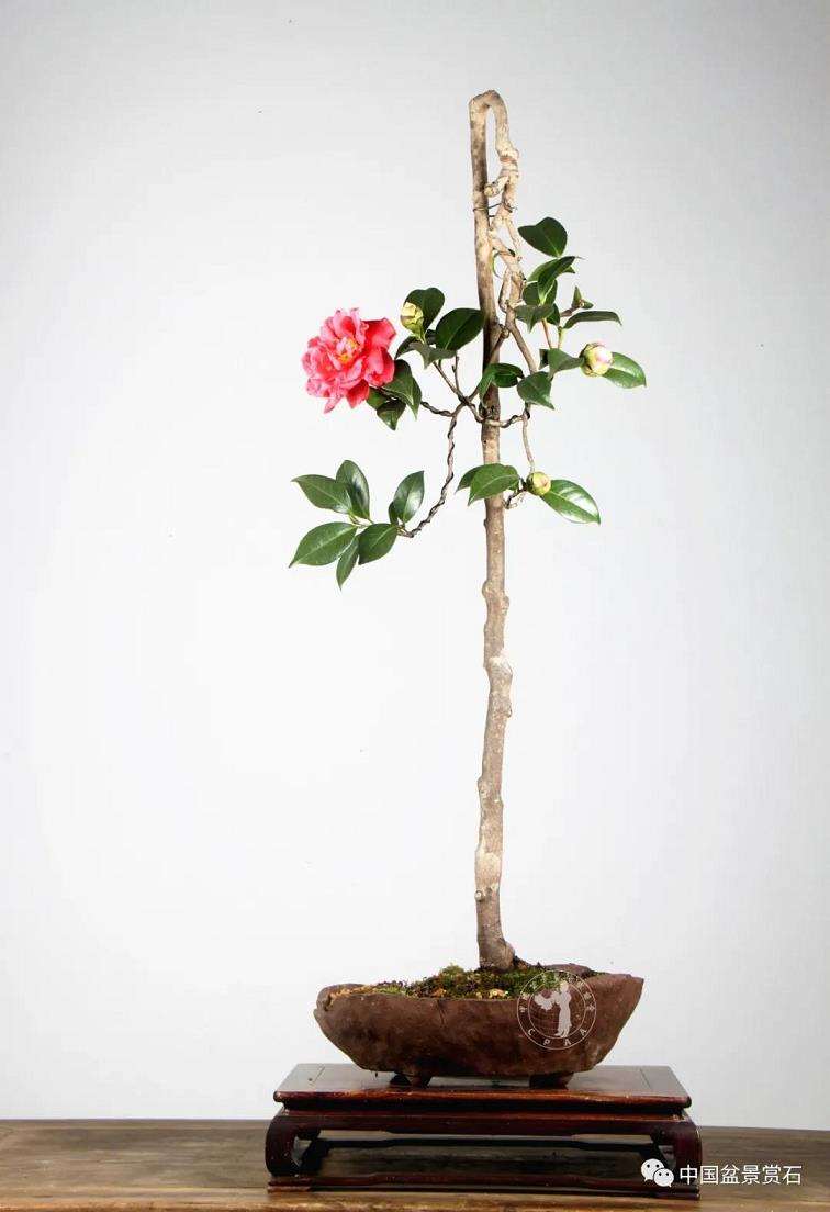 对徐昊盆景诗性语言的3个初探 图片