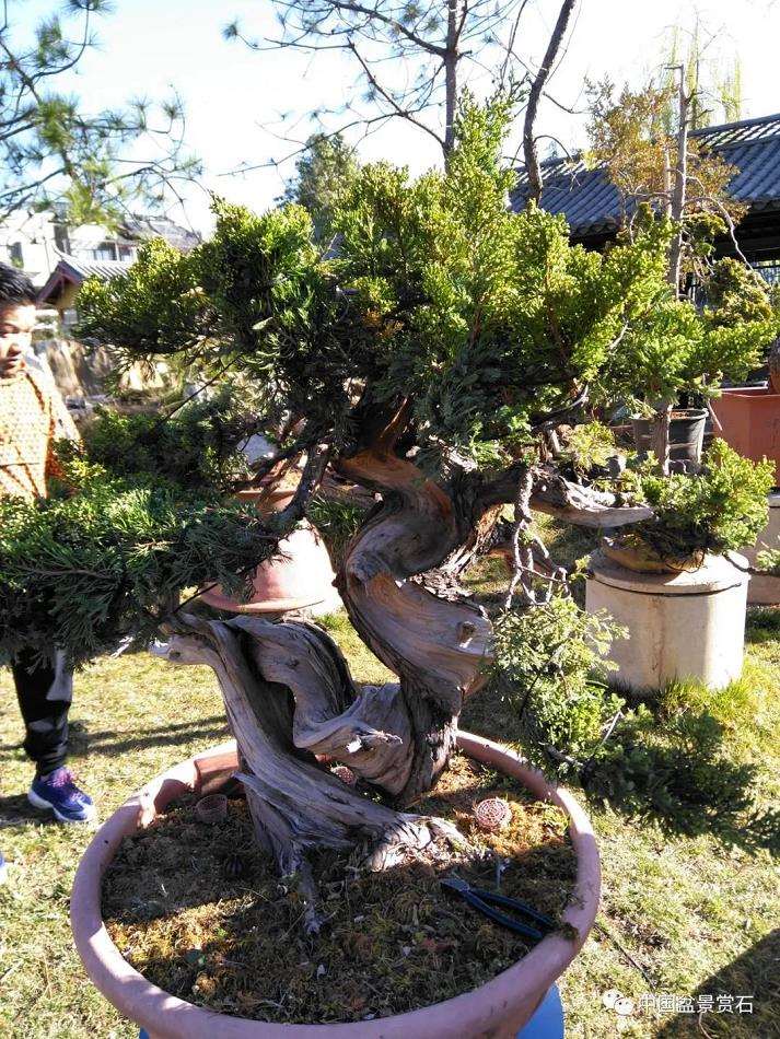 图解 真柏盆景制作中的这些要点 你要注意