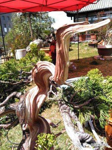 图解 真柏盆景制作中的这些要点 你要注意