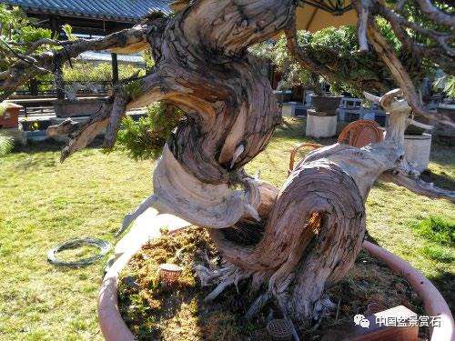 图解 真柏盆景制作中的这些要点 你要注意