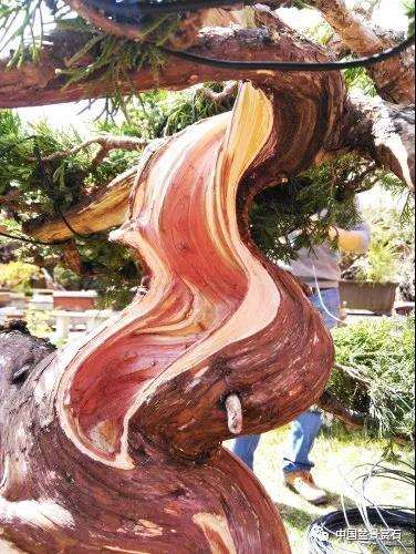 图解 真柏盆景制作中的这些要点 你要注意