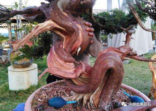 图解 真柏盆景制作中的这些要点 你要注意