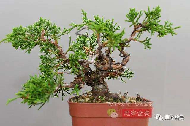 图解 真柏盆景制作中的这些要点 你要注意