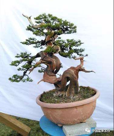 图解 真柏盆景制作中的这些要点 你要注意