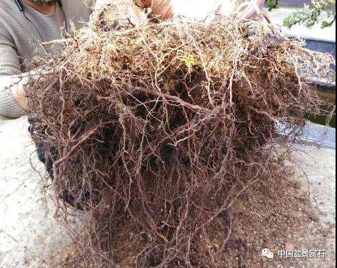 图解 真柏盆景制作中的这些要点 你要注意