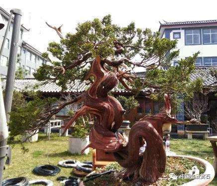 图解 真柏盆景制作中的这些要点 你要注意