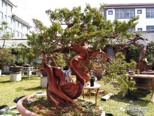 图解 真柏盆景制作中的这些要点 你要注意