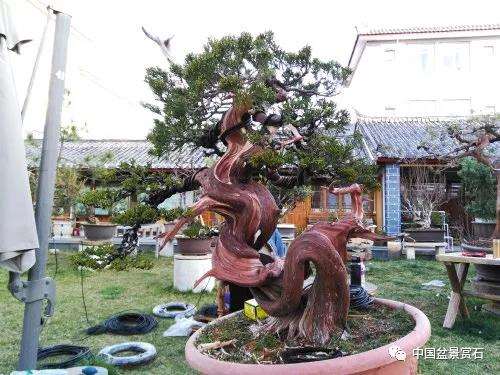 图解 真柏盆景制作中的这些要点 你要注意