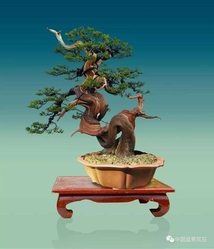 图解 真柏盆景制作中的这些要点 你要注意