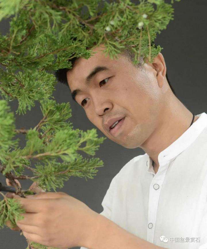 图解 真柏盆景制作中的这些要点 你要注意