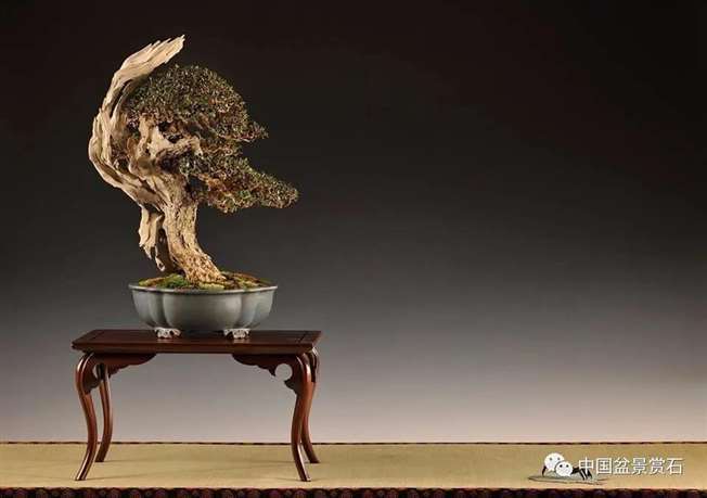 图解 落叶树盆景怎么制作舍利的7个步骤