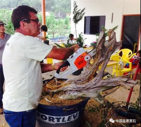 图解 落叶树盆景怎么制作舍利的7个步骤