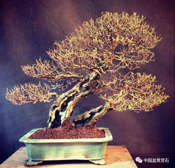 图解 落叶树盆景怎么制作舍利的7个步骤