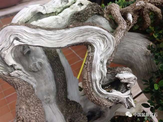 图解 落叶树盆景怎么制作舍利的7个步骤