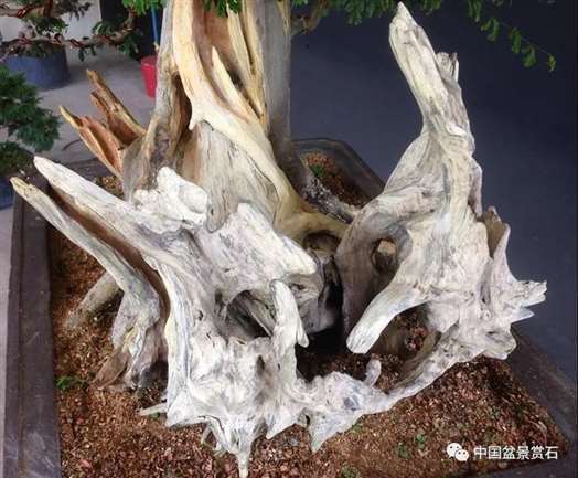 图解 落叶树盆景怎么制作舍利的7个步骤