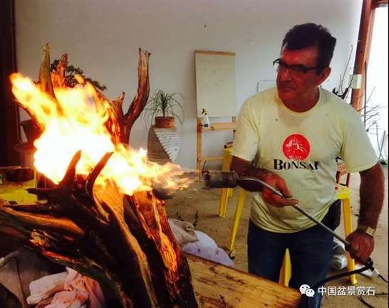 图解 落叶树盆景怎么制作舍利的7个步骤