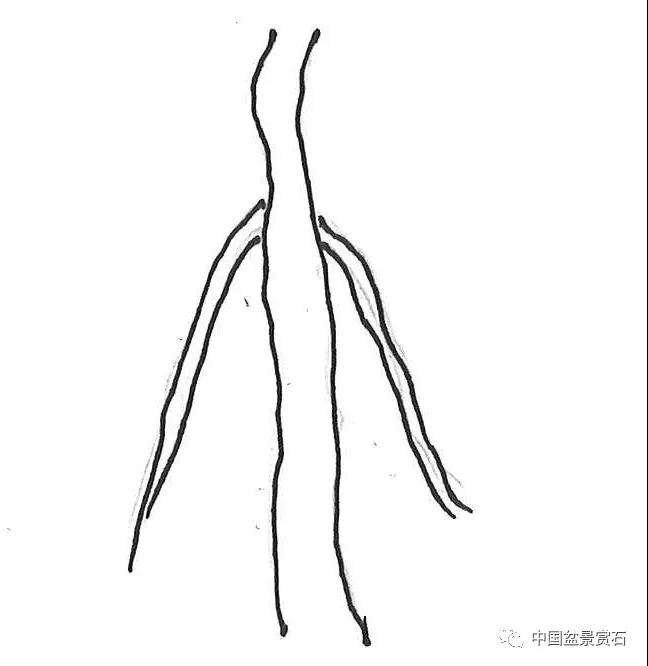 图解 盆景造型中怎么忌避枝干的5个方法