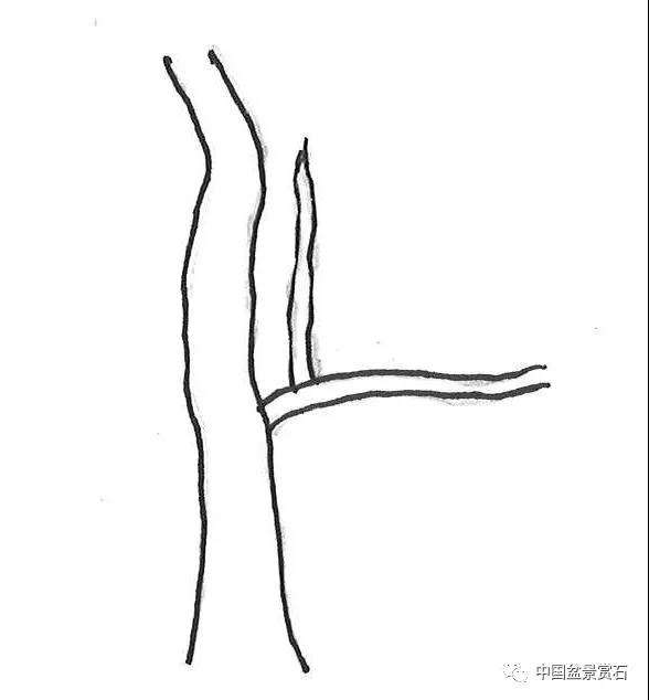图解 盆景造型中怎么忌避枝干的5个方法