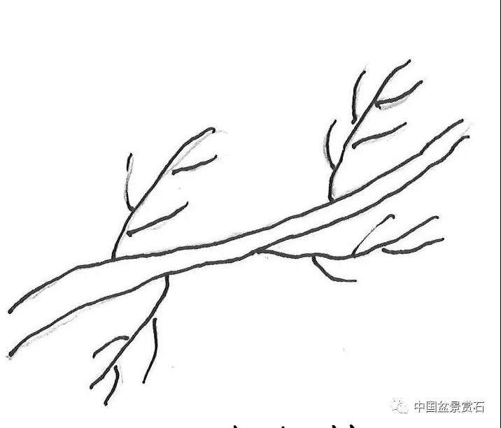 图解 盆景造型中怎么忌避枝干的5个方法