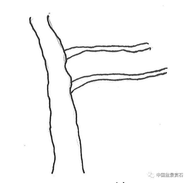 图解 盆景造型中怎么忌避枝干的5个方法