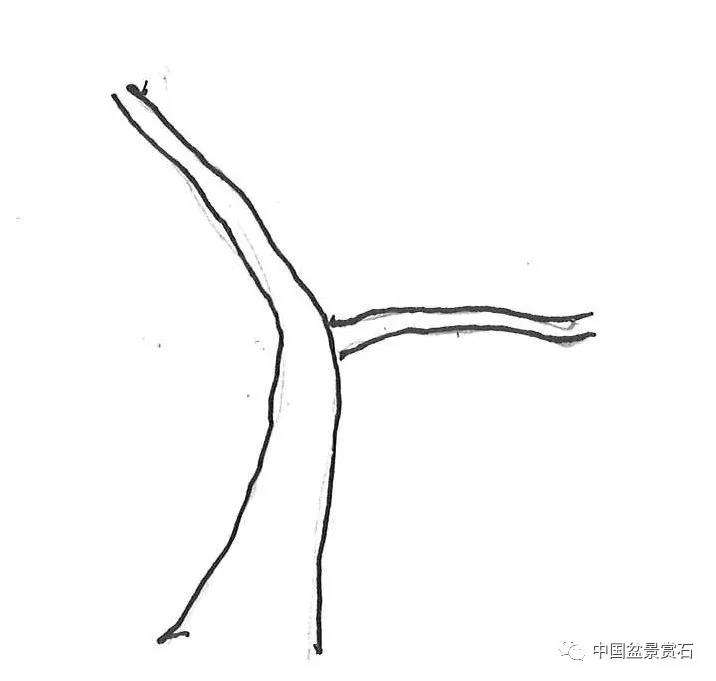 图解 盆景造型中怎么忌避枝干的5个方法