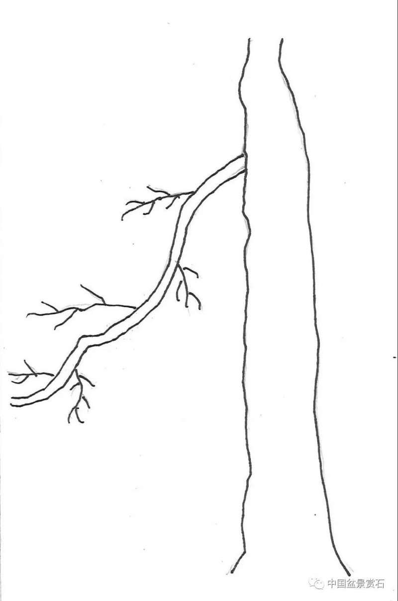 图解 盆景造型中怎么忌避枝干的5个方法