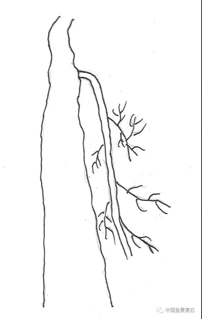 图解 盆景造型中怎么忌避枝干的5个方法