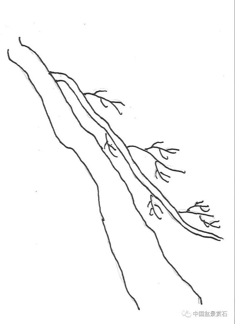 图解 盆景造型中怎么忌避枝干的5个方法