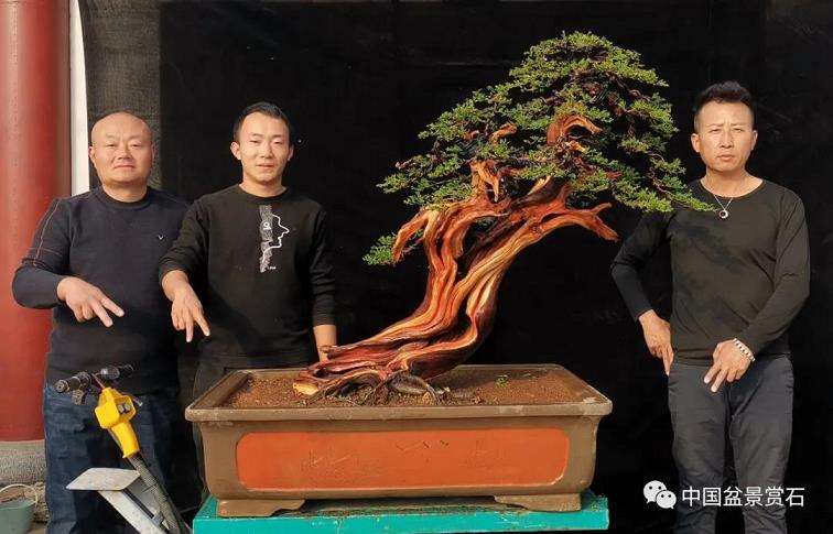 图解 高山圆柏盆景怎么制作的16个步骤