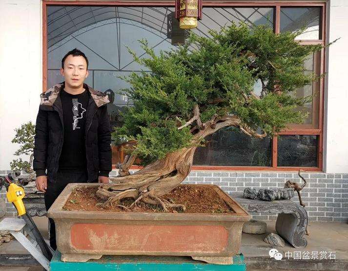 图解 高山圆柏盆景怎么制作的16个步骤