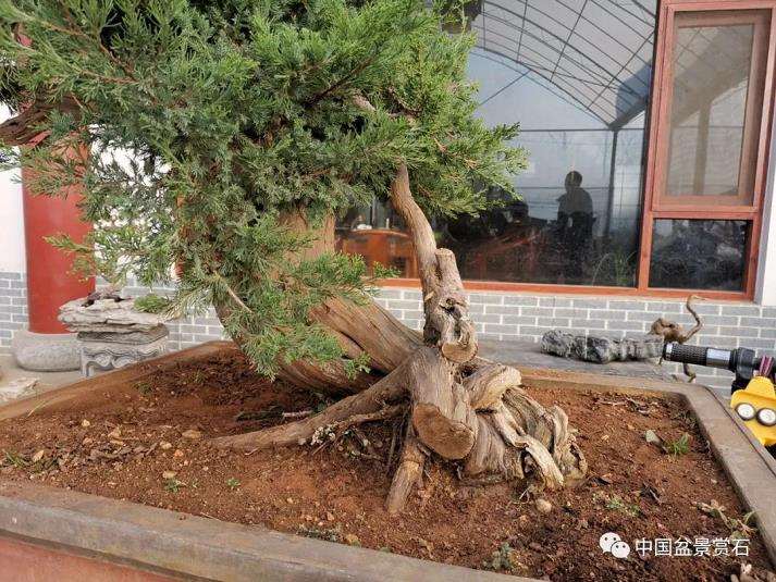 图解 高山圆柏盆景怎么制作的16个步骤