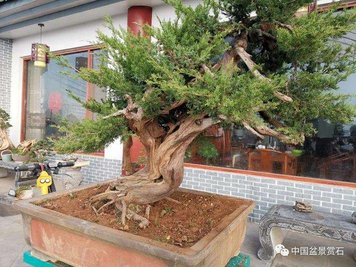 图解 高山圆柏盆景怎么制作的16个步骤