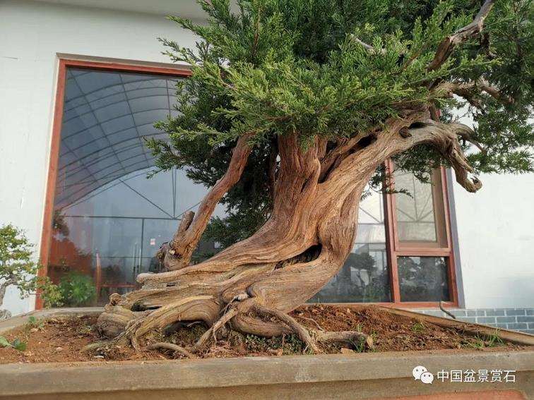 图解 高山圆柏盆景怎么制作的16个步骤