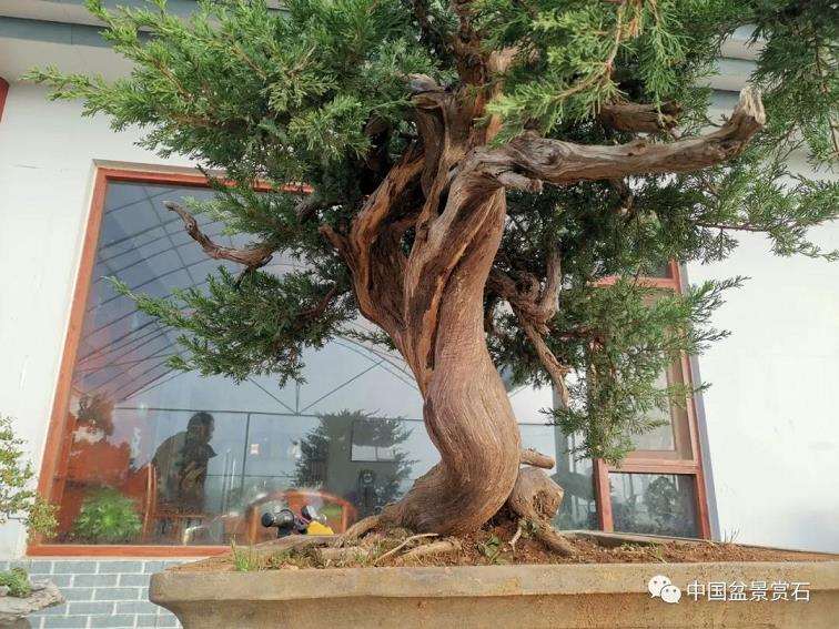 图解 高山圆柏盆景怎么制作的16个步骤