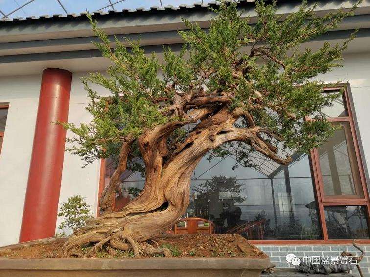 图解 高山圆柏盆景怎么制作的16个步骤