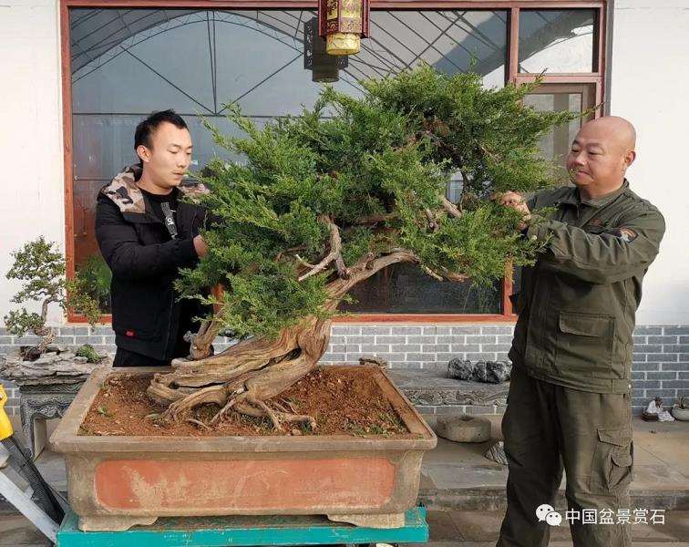 图解 高山圆柏盆景怎么制作的16个步骤