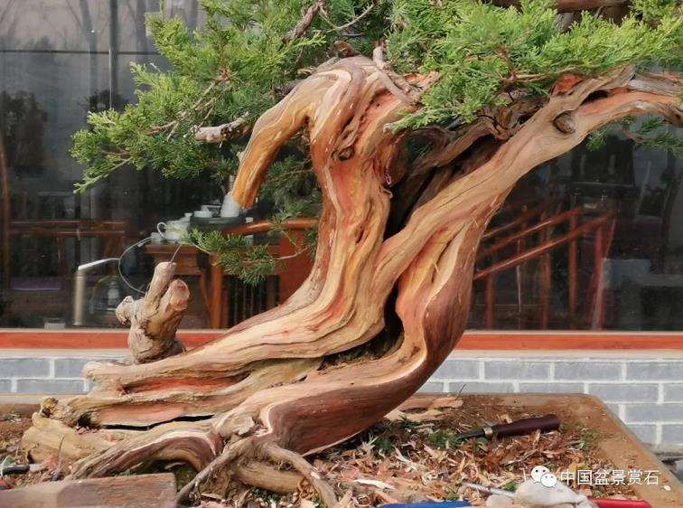 图解 高山圆柏盆景怎么制作的16个步骤