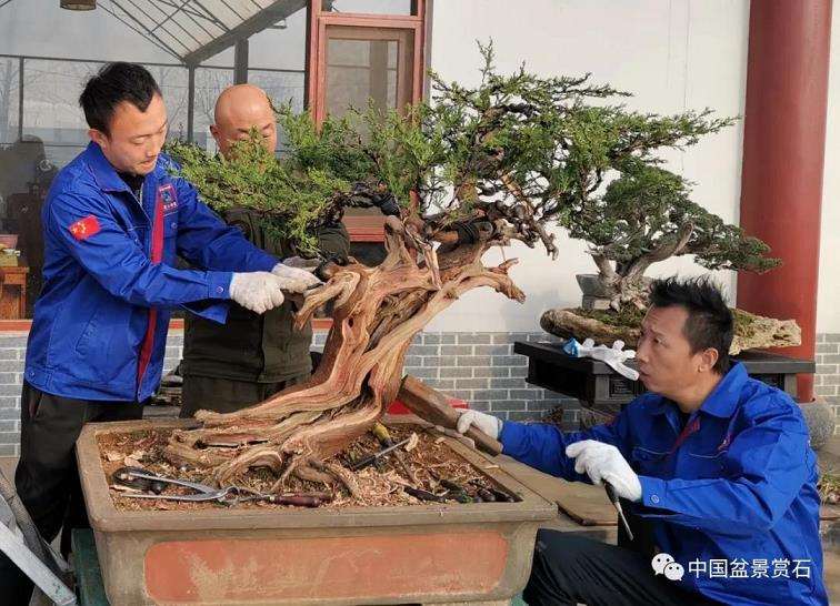 图解 高山圆柏盆景怎么制作的16个步骤