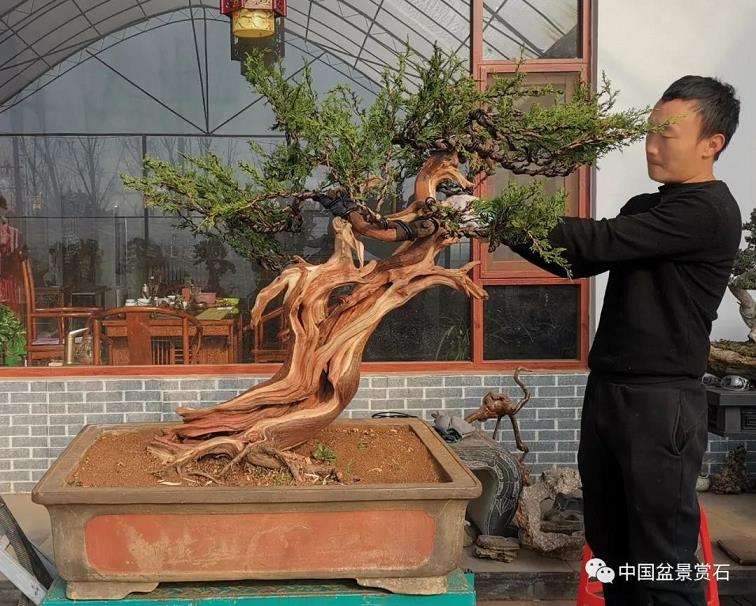 图解 高山圆柏盆景怎么制作的16个步骤